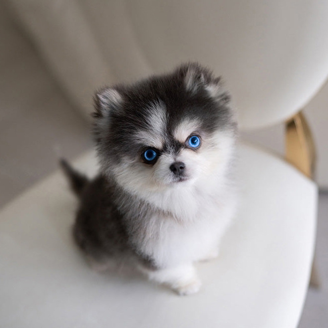 Cute Pomsky Puppy for Adoption - Image 3