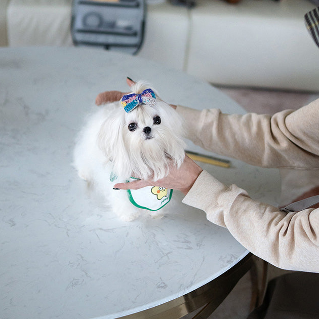 White Maltese Puppy LUNA - Image 4