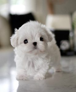 BELLA the White Teacup Maltese