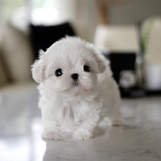 BELLA the White Teacup Maltese