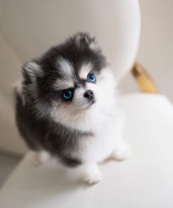 Cute Pomsky Puppy for Adoption
