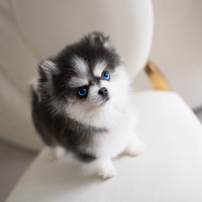 Cute Pomsky Puppy for Adoption