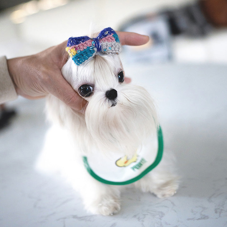 White Maltese Puppy LUNA - Image 3