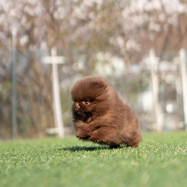 Ginger Teacup Pomeranian Puppy for Sale - Image 2
