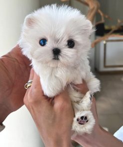 White Teacup Maltese Puppy for Rehoming