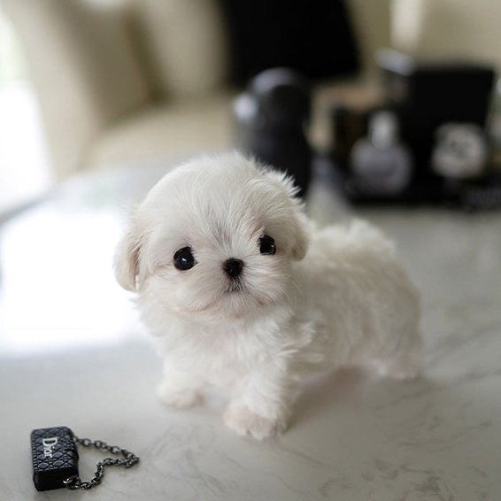 BELLA the White Teacup Maltese - Image 2