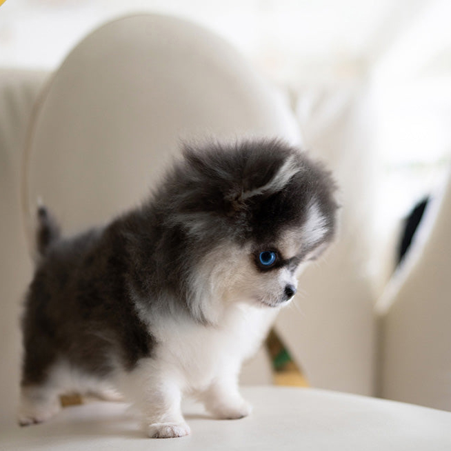 Cute Pomsky Puppy for Adoption - Image 2
