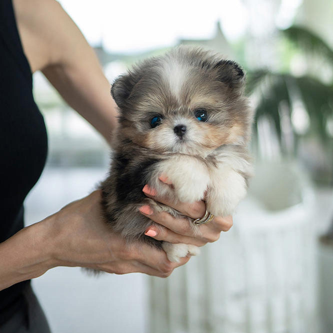 FINN the Teacup Poodle Puppy - Image 3