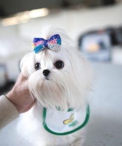 White Maltese Puppy LUNA