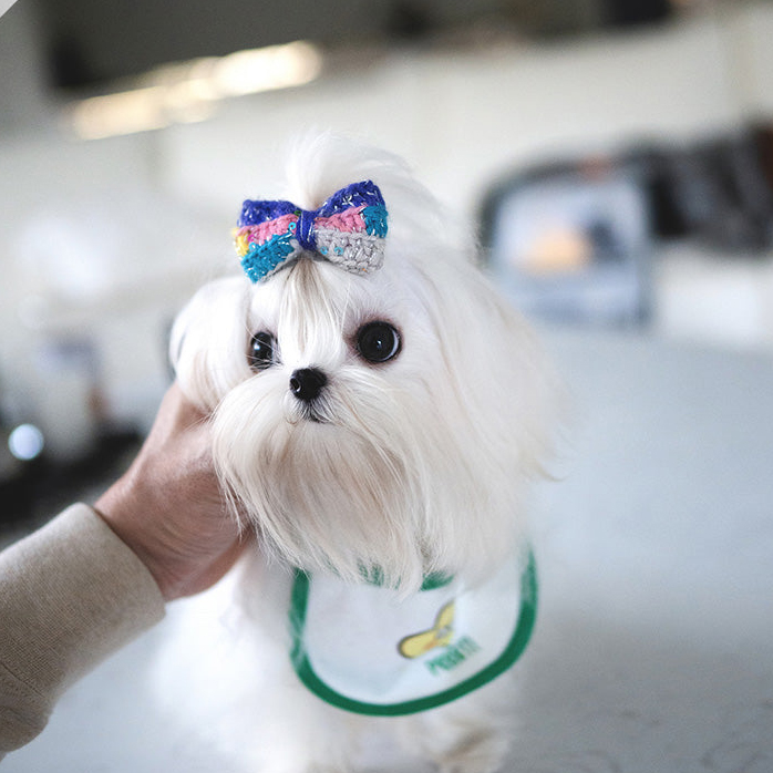 White Maltese Puppy LUNA