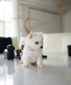 Adorable Pomsky Puppy for Sale Near Me