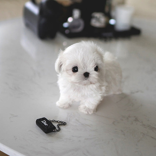BELLA the White Teacup Maltese - Image 3