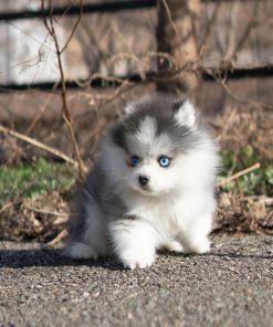 Cute Pomsky Puppy for Rehoming