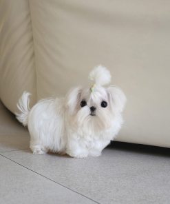 AKC Teacup Maltese Puppy