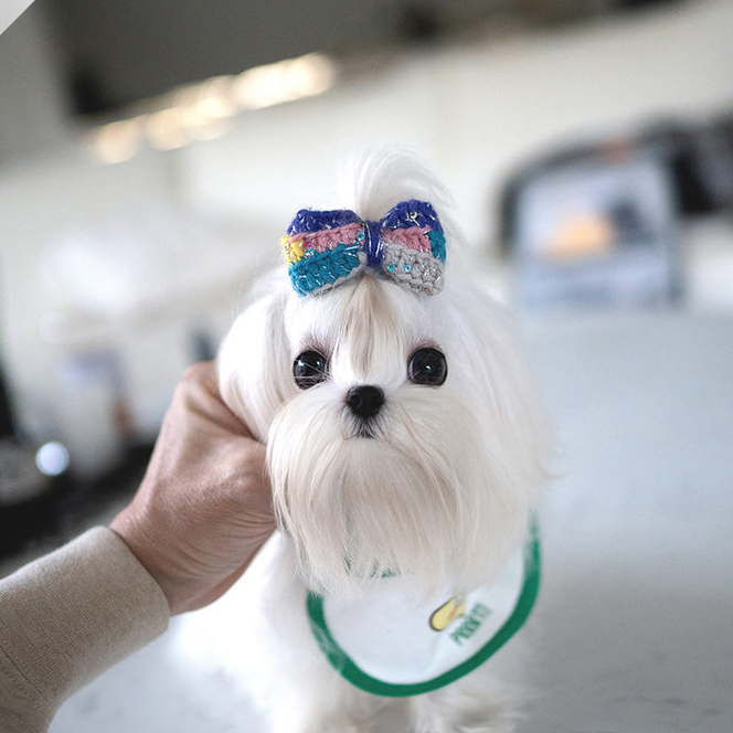 White Maltese Puppy LUNA - Image 5