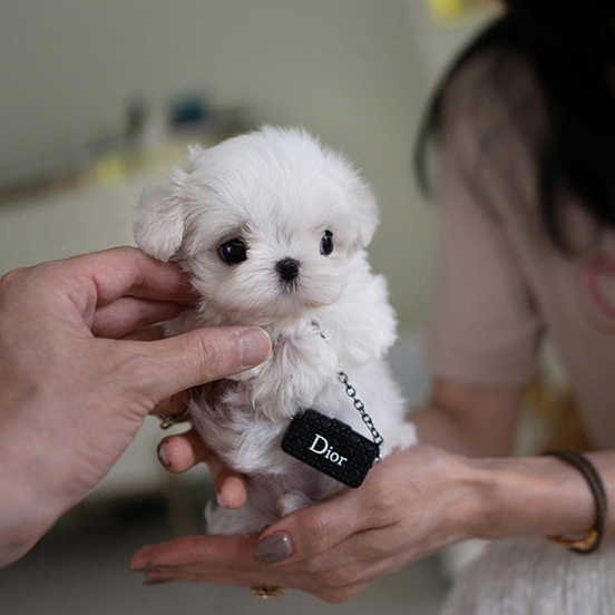 BELLA the White Teacup Maltese - Image 4