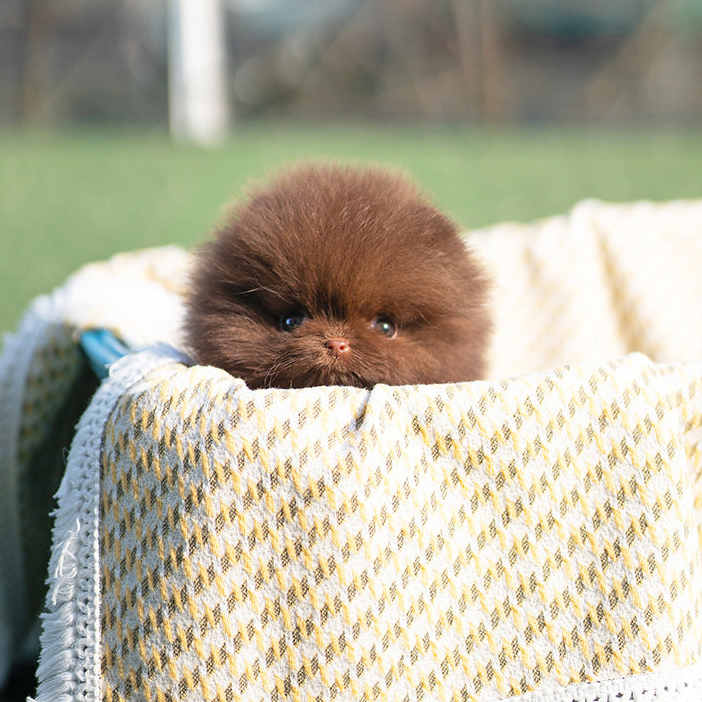 Ginger Teacup Pomeranian Puppy for Sale - Image 3