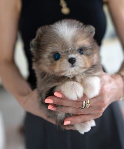 FINN the Teacup Poodle Puppy