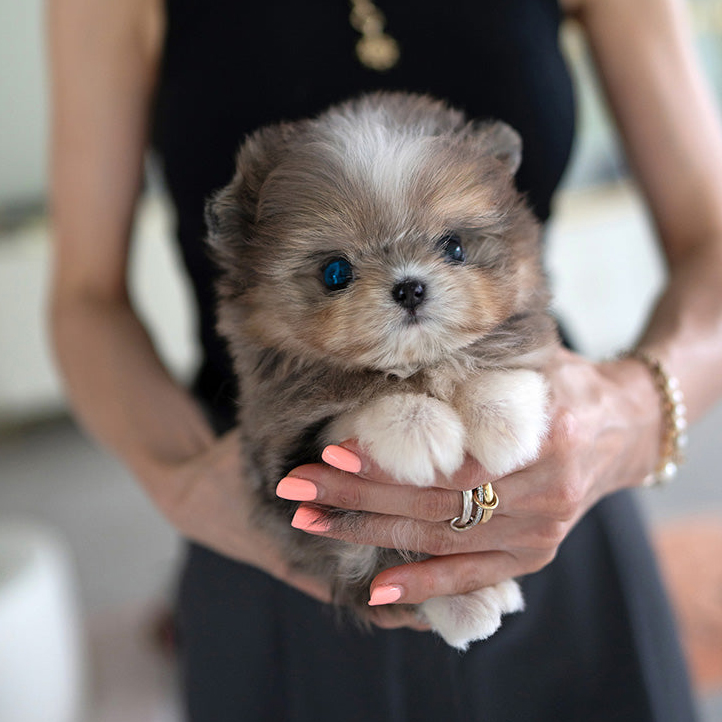 FINN the Teacup Poodle Puppy