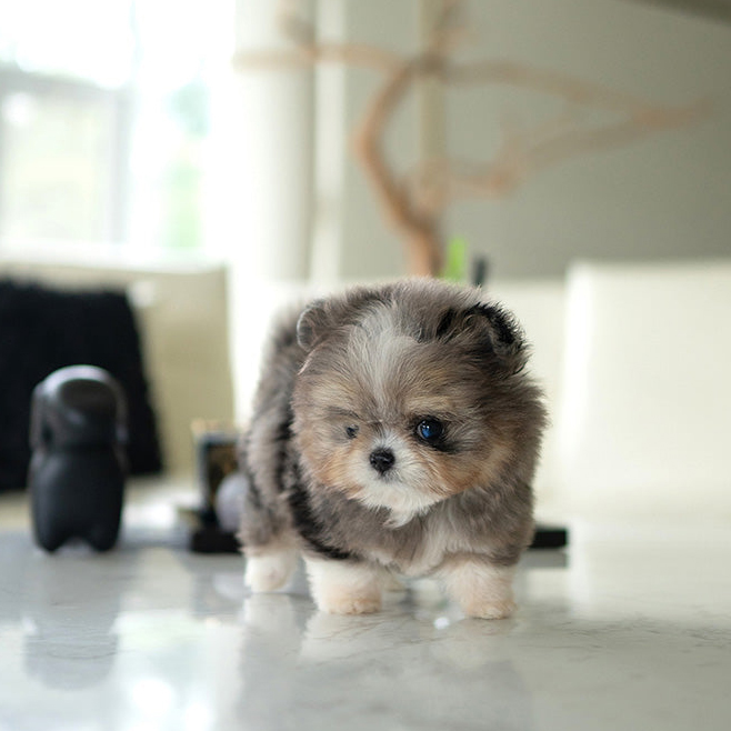 FINN the Teacup Poodle Puppy - Image 2