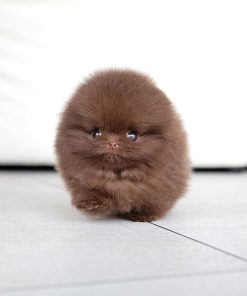 Ginger Teacup Pomeranian Puppy for Sale