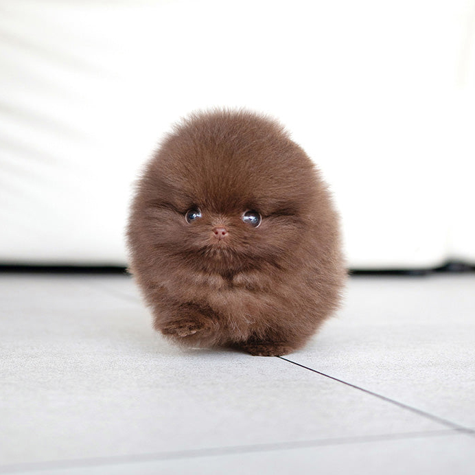 Ginger Teacup Pomeranian Puppy for Sale