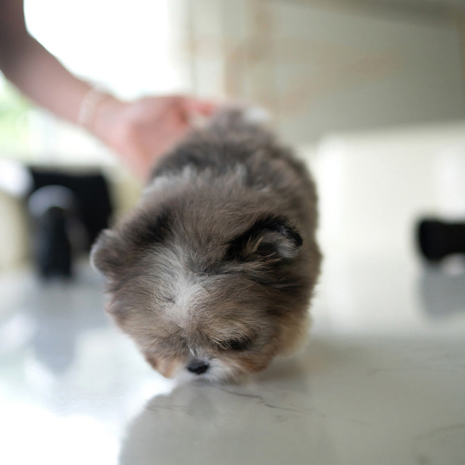 FINN the Teacup Poodle Puppy - Image 4