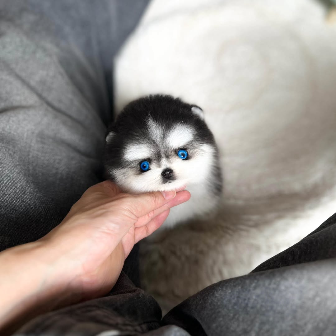 Teacup Pomsky Puppy for Rehoming - Image 2