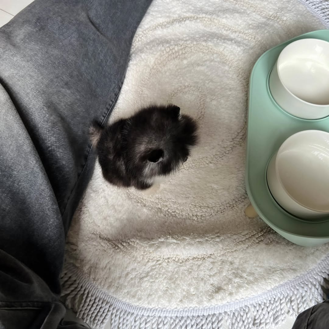 Teacup Pomsky Puppy for Rehoming - Image 4