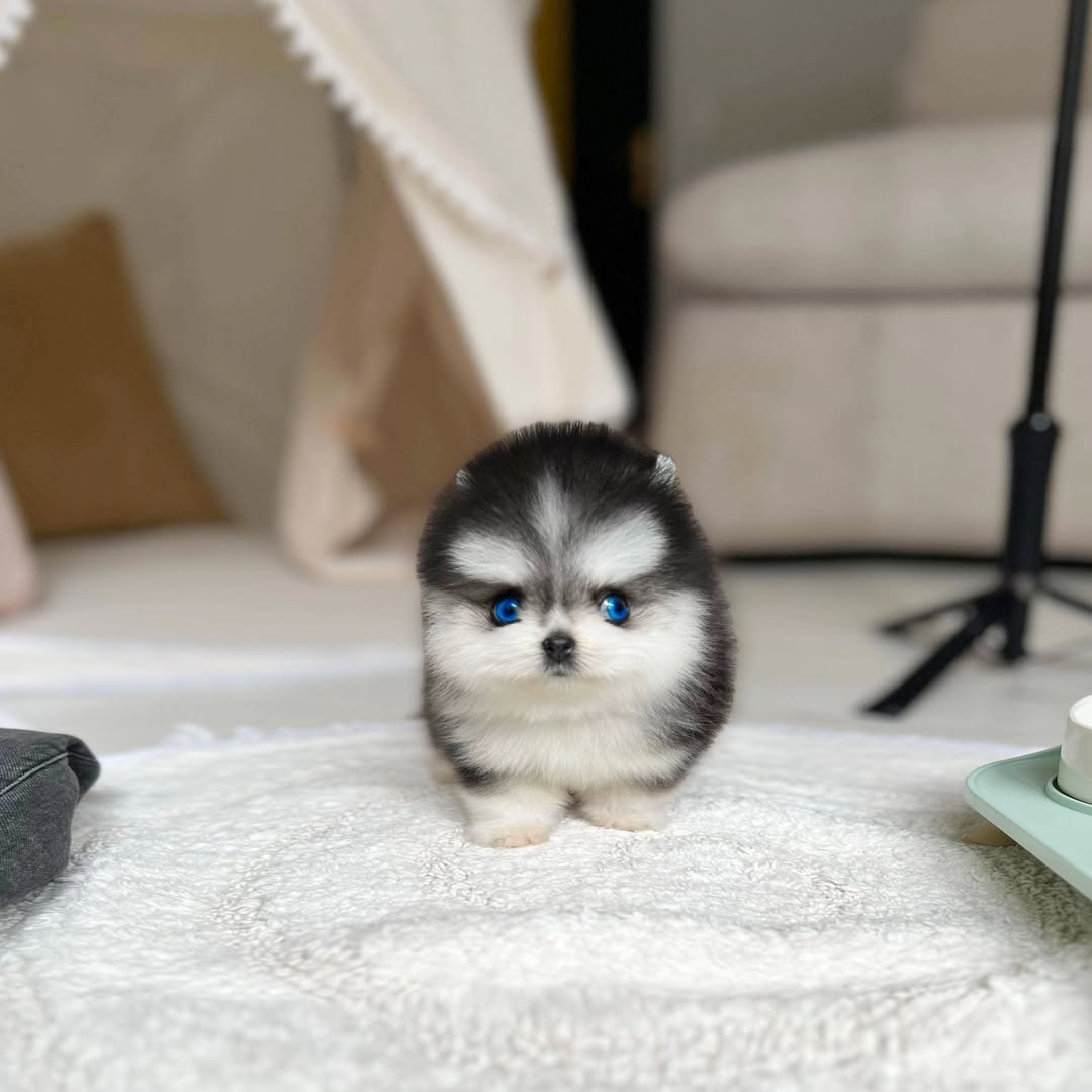 Teacup Pomsky Puppy for Rehoming - Image 3