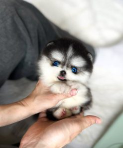 Teacup Pomsky Puppy for Rehoming