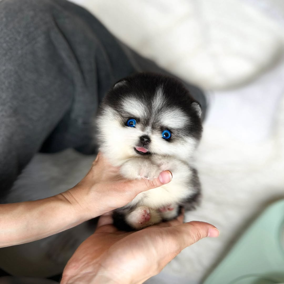 Teacup Pomsky Puppy for Rehoming
