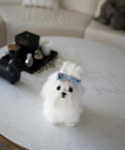 Adorable Teacup Maltese Puppy for Sale