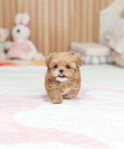 Bella Maltipoo Puppy