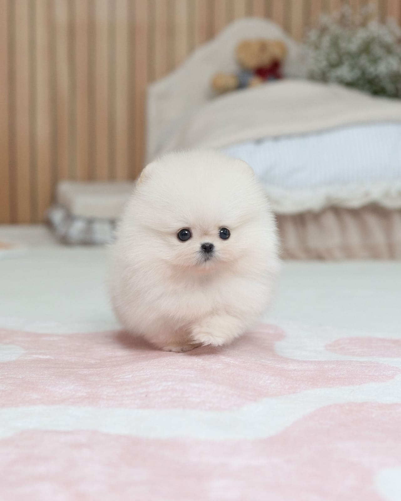 Healthy Pomeranian Puppy - Image 2