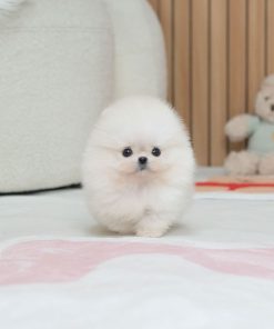 Healthy Pomeranian Puppy