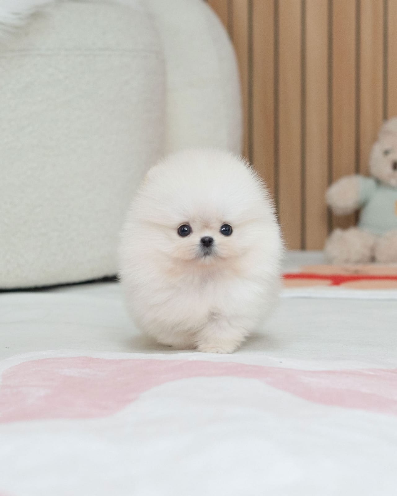 Healthy Pomeranian Puppy