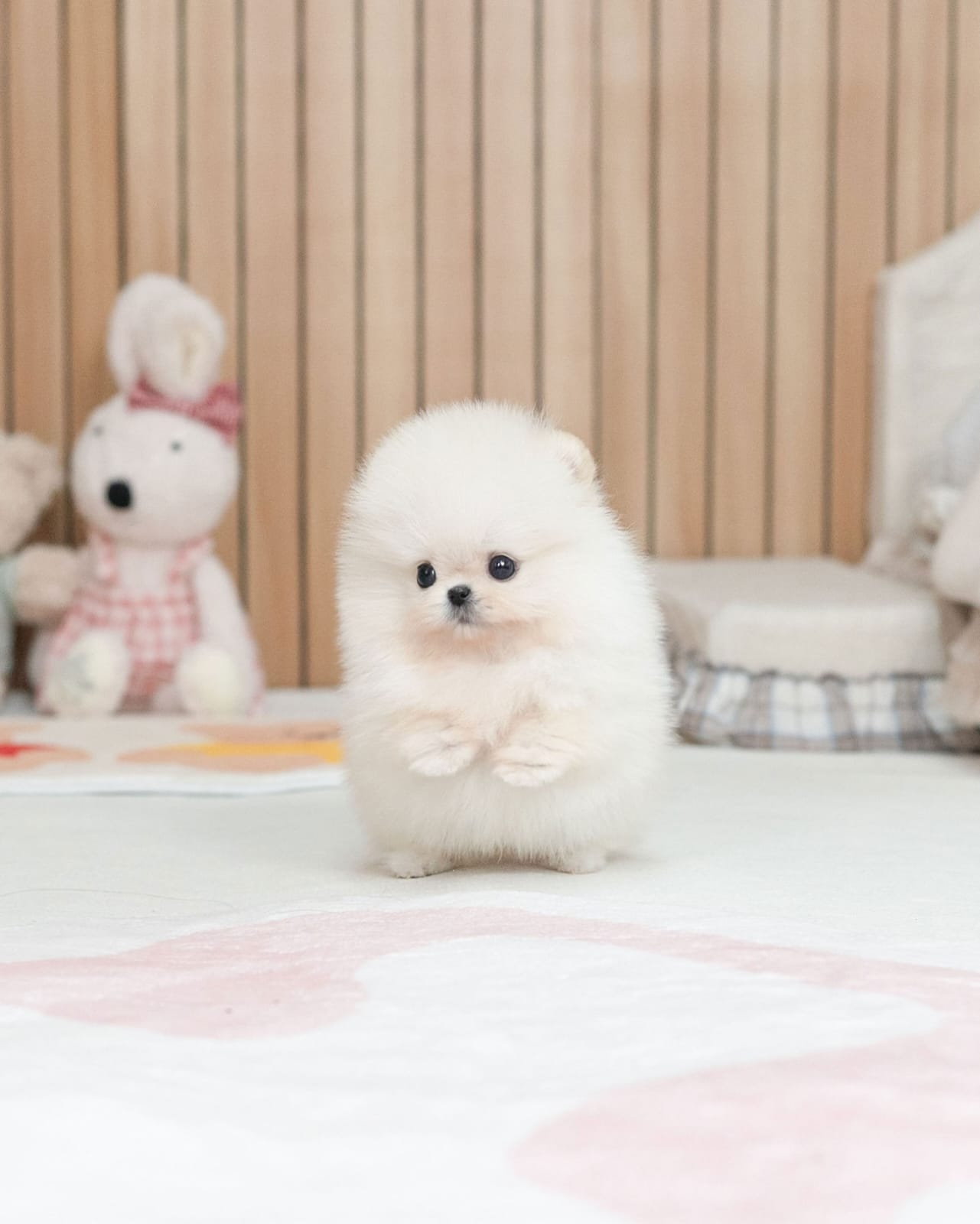 Healthy Pomeranian Puppy - Image 3