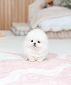 Casper Pomeranian Puppy