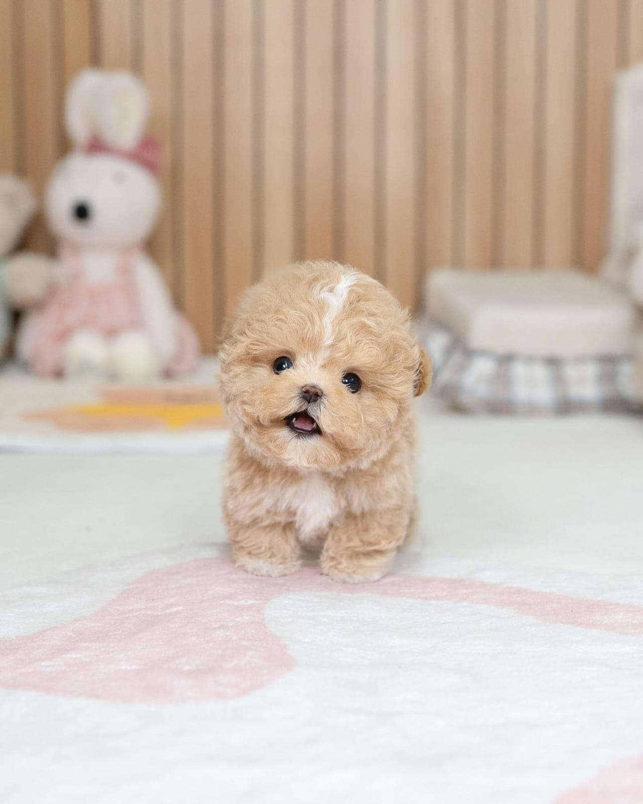 Oliver Teacup Maltipoo Puppy - Image 2