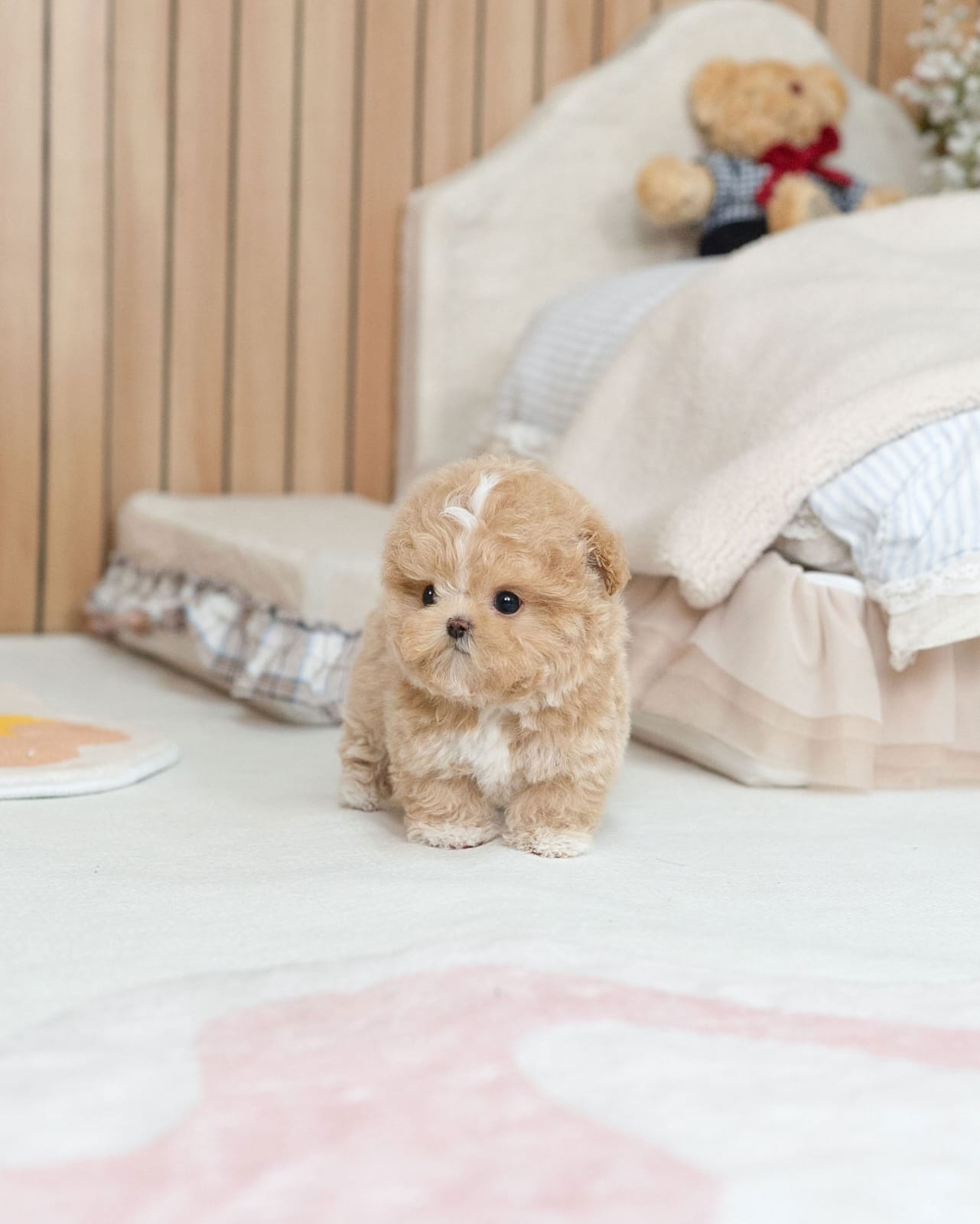 Oliver Teacup Maltipoo Puppy - Image 3