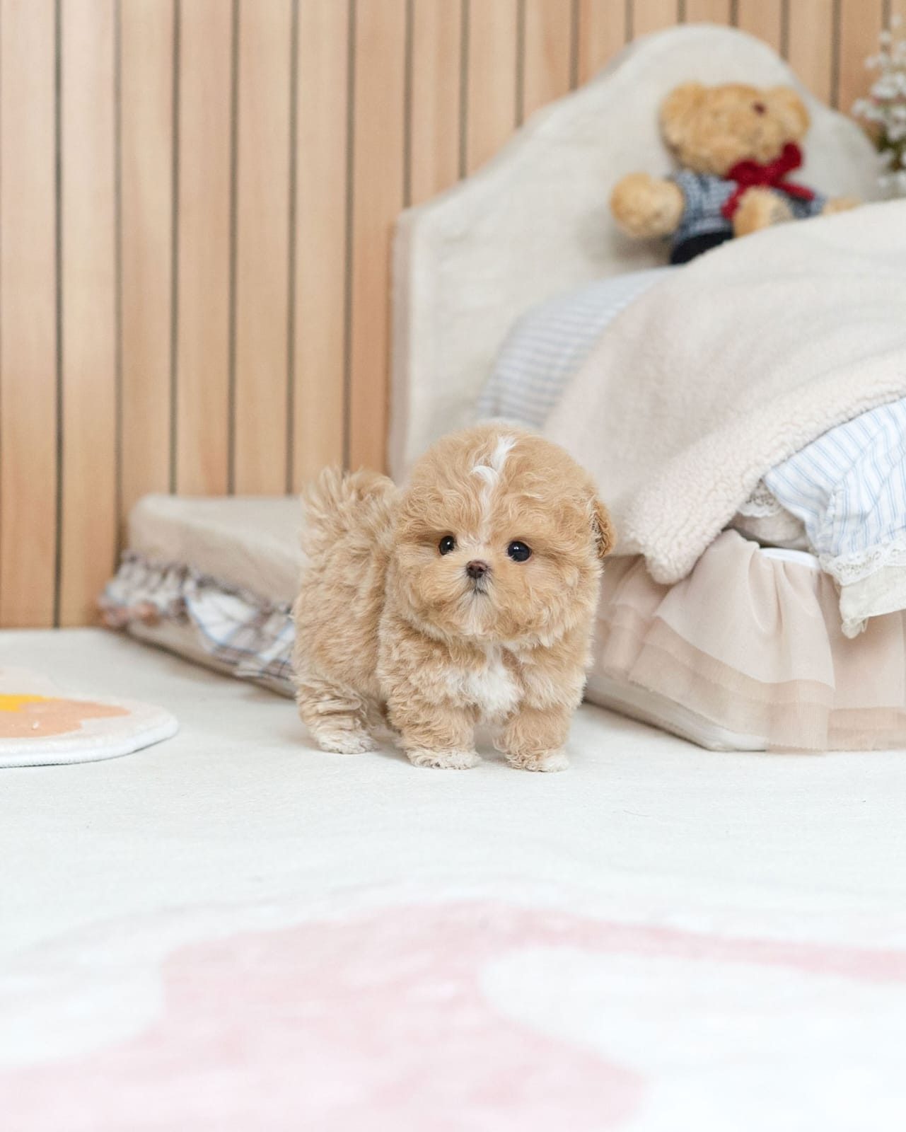 Oliver Teacup Maltipoo Puppy - Image 4