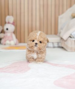 Oliver Teacup Maltipoo Puppy