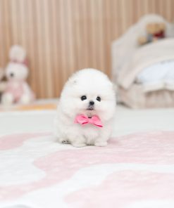 Cute Female Pomeranian Puppy for Sale