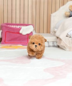 Zues Maltipoo puppy