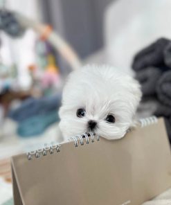 ACE Maltese Puppy