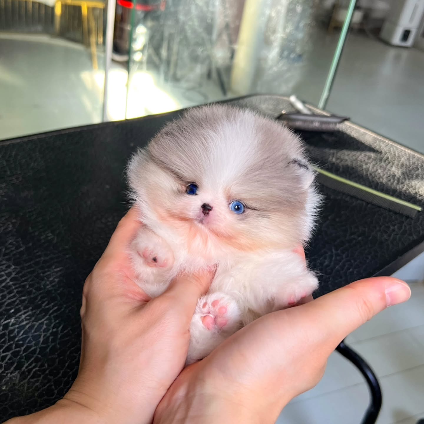 Cherry Pomeranian puppy - Image 3