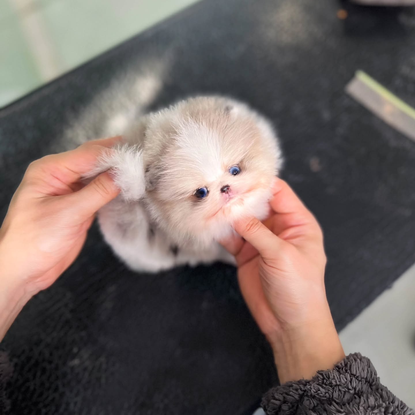 Cherry Pomeranian puppy - Image 2
