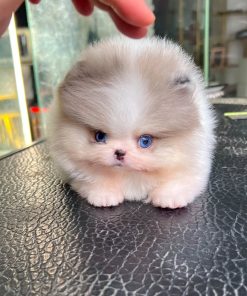 Cherry Pomeranian puppy