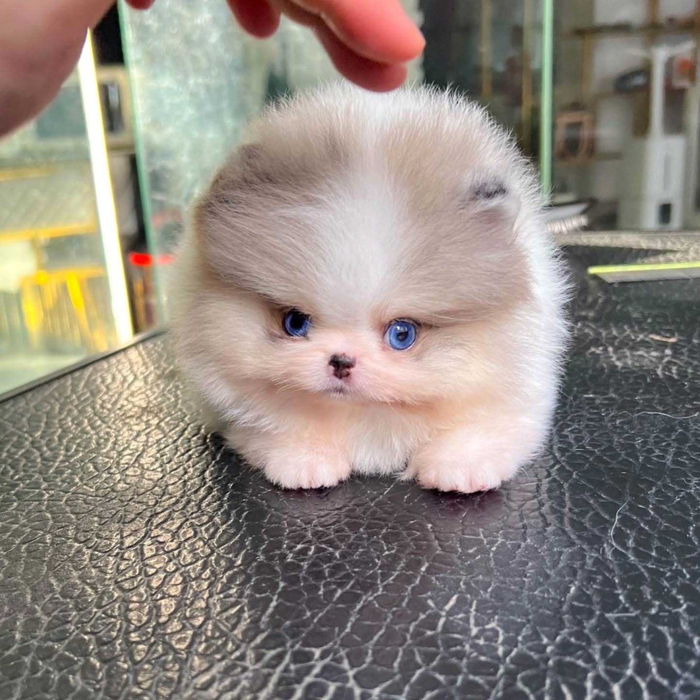 Cherry Pomeranian puppy